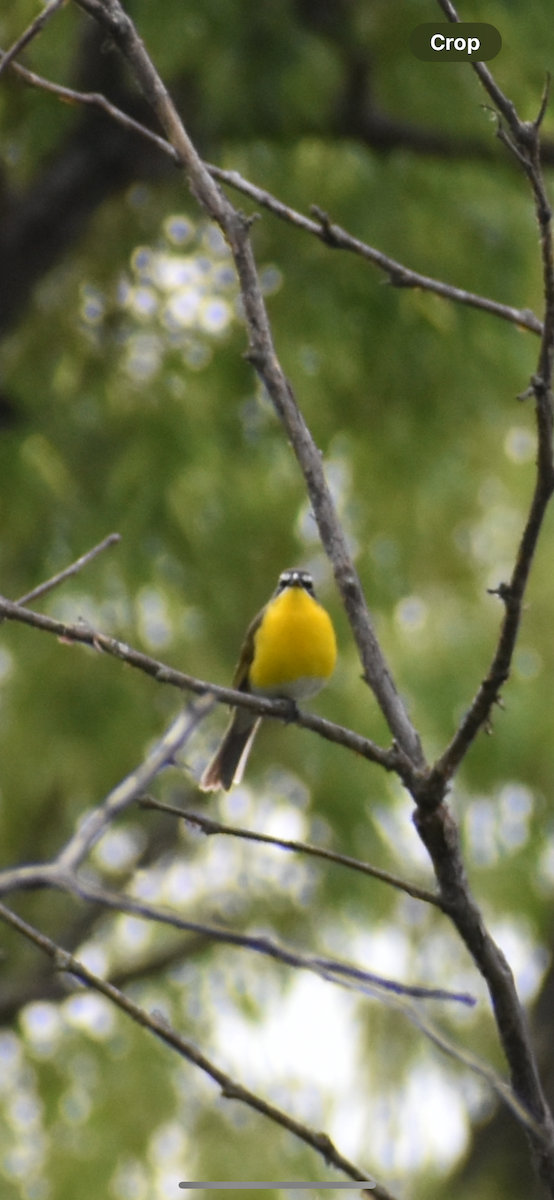 Yellow-breasted Chat - Emma Petursson