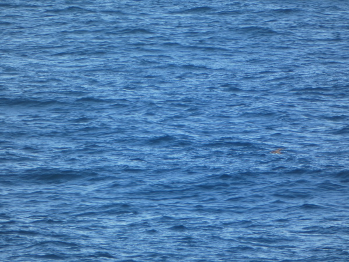 Pink-footed Shearwater - Kevin Hayes