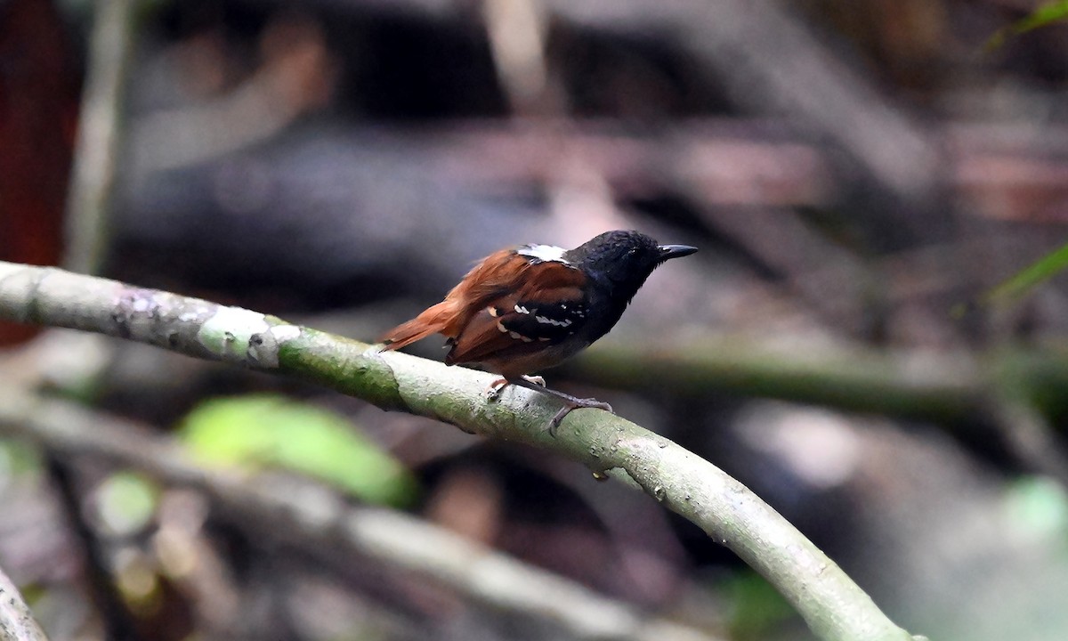 Chestnut-tailed Antbird - Paulo Sergio  Goncalves da Costa
