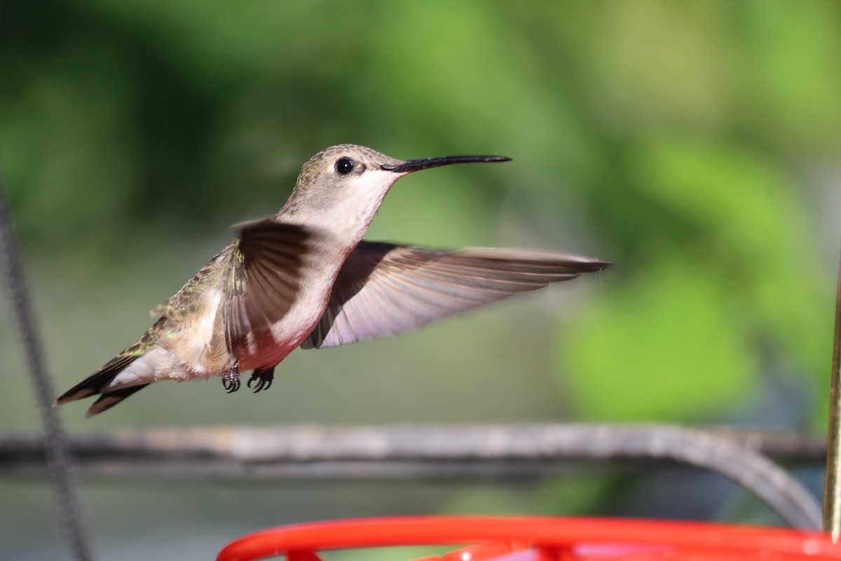 Black-chinned Hummingbird - Lillian Derwelis