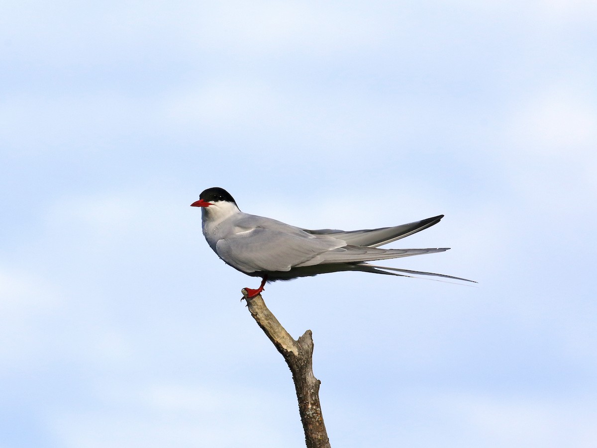 Arctic Tern - Geoff Butcher