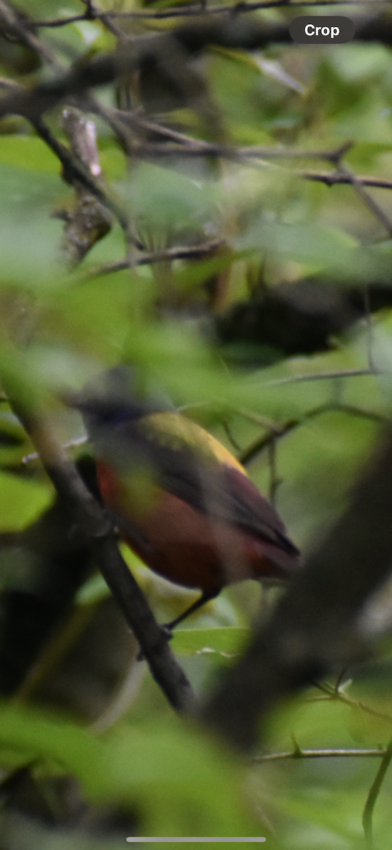 Painted Bunting - Emma Petursson