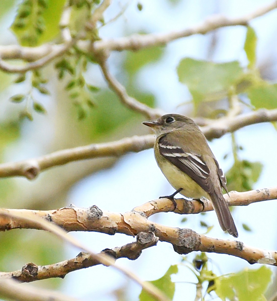 Least Flycatcher - Steven Mlodinow