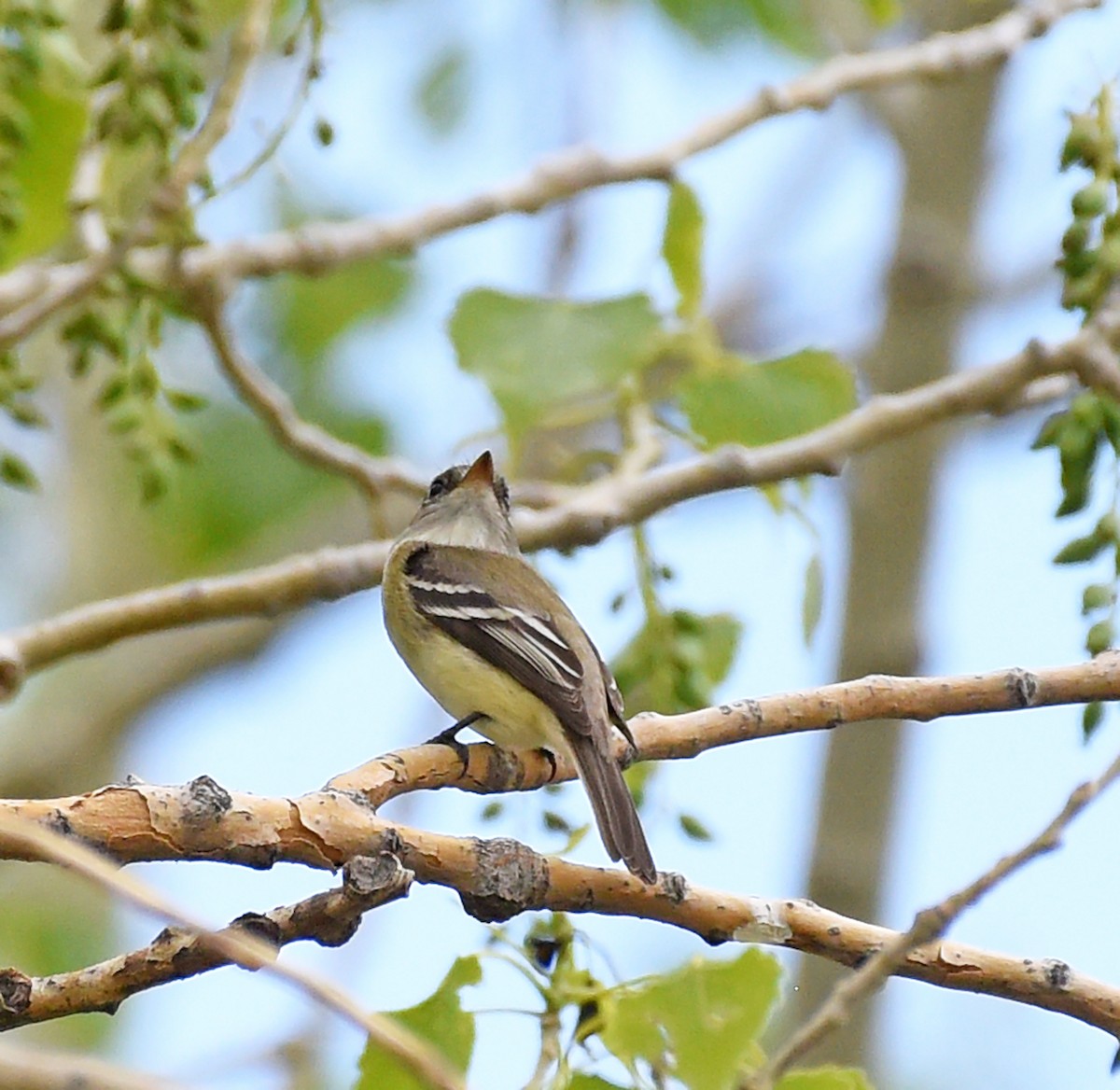 Least Flycatcher - Steven Mlodinow