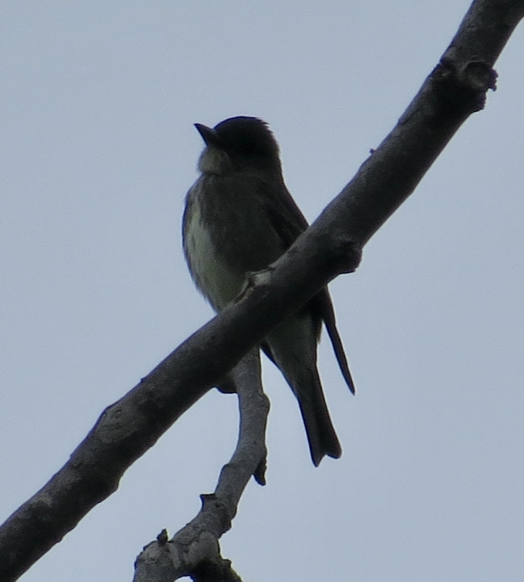 Olive-sided Flycatcher - Thomas Wurster