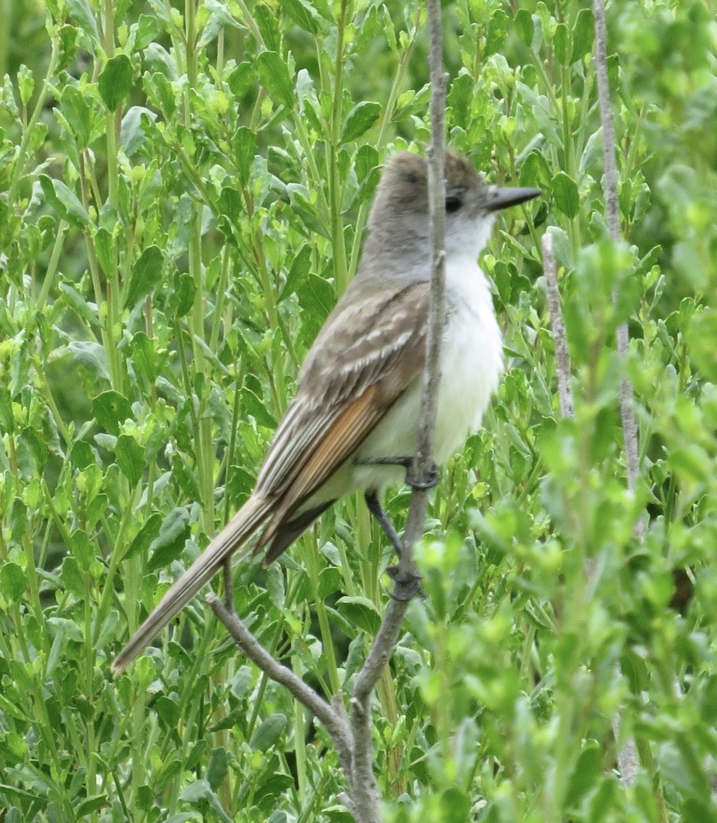 Ash-throated Flycatcher - ML619101430