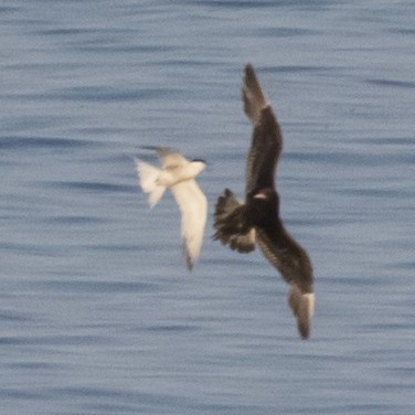 Годон хайлгана - ML619101445