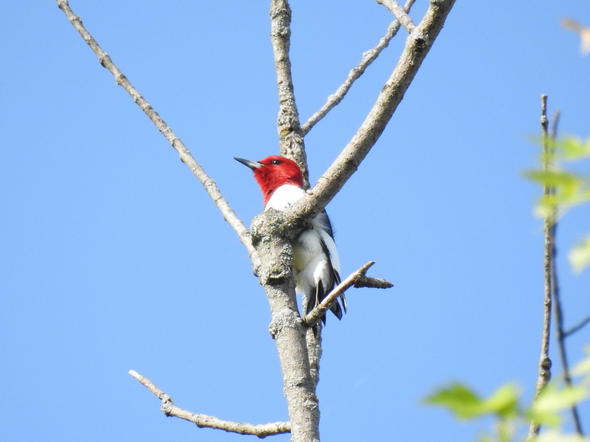 Red-headed Woodpecker - Mark Sweeney