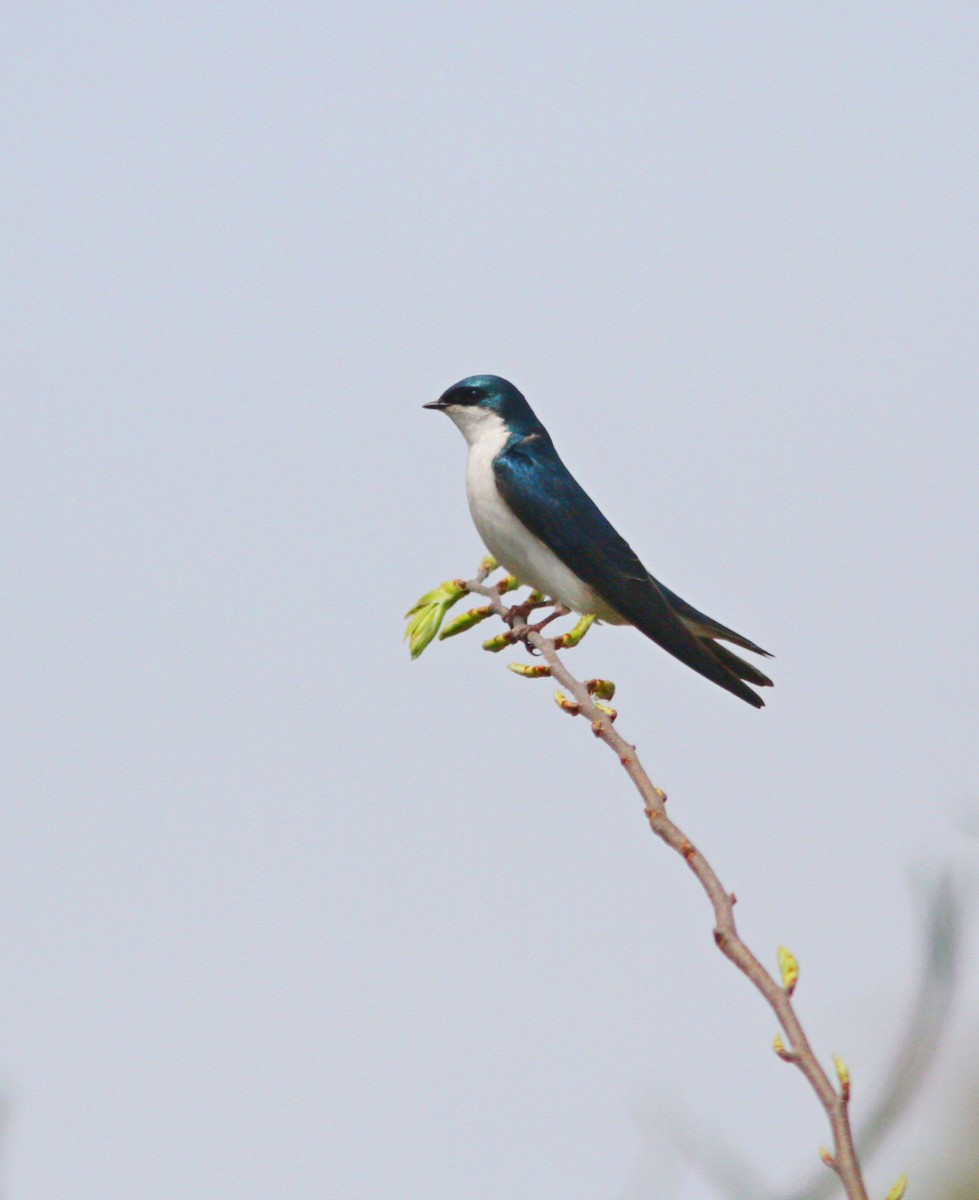 Tree Swallow - ML619101447