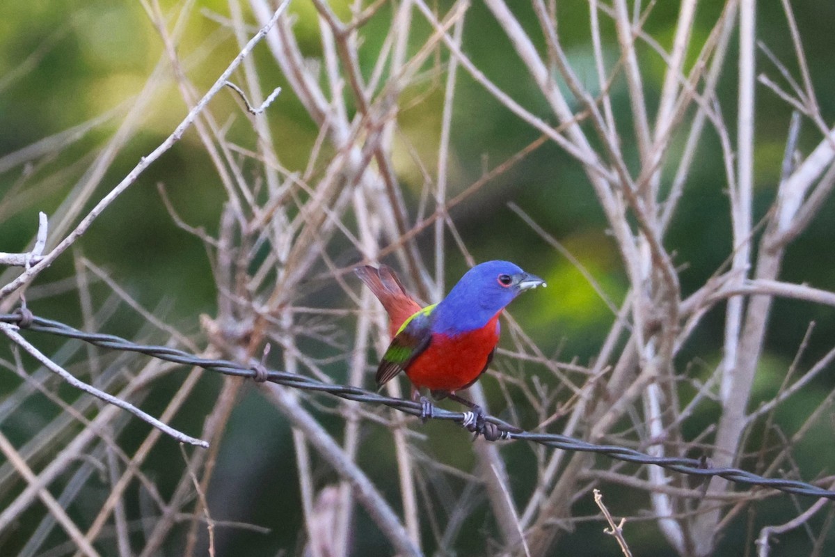 Painted Bunting - Candy Troop
