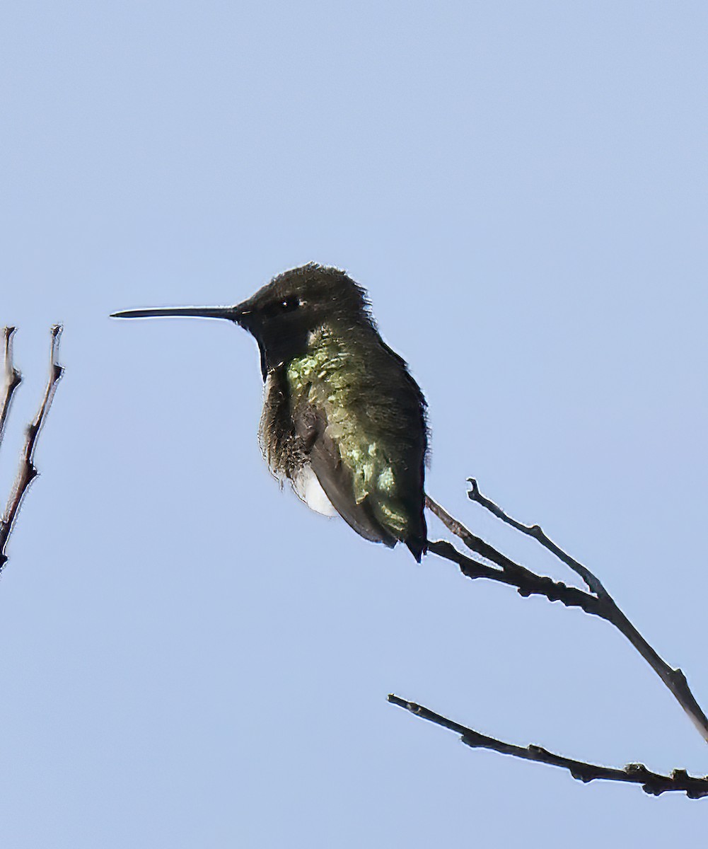 Black-chinned Hummingbird - Jim Ward