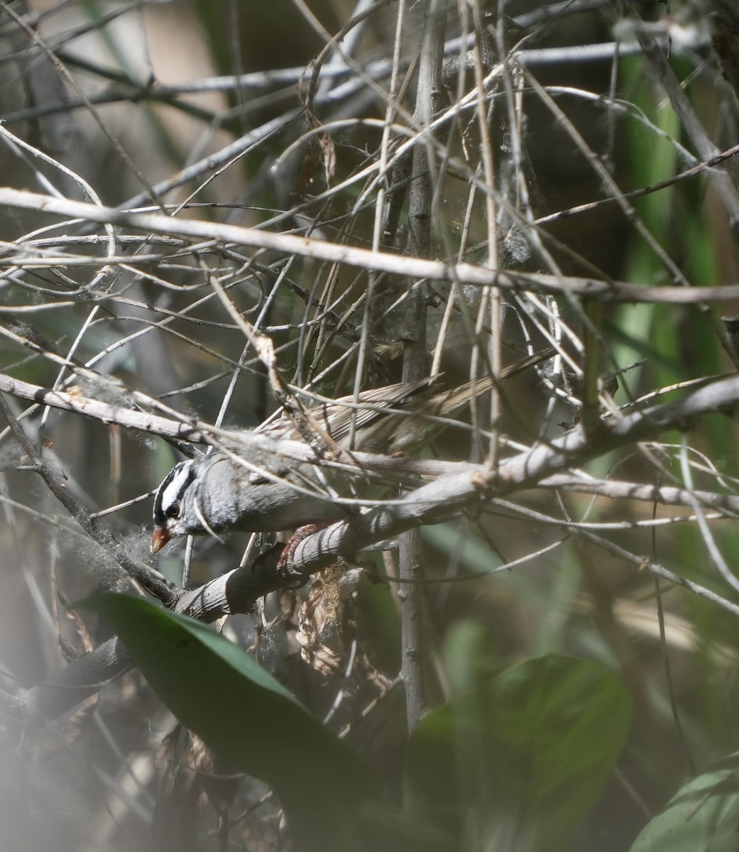 White-crowned Sparrow - John Rhoades