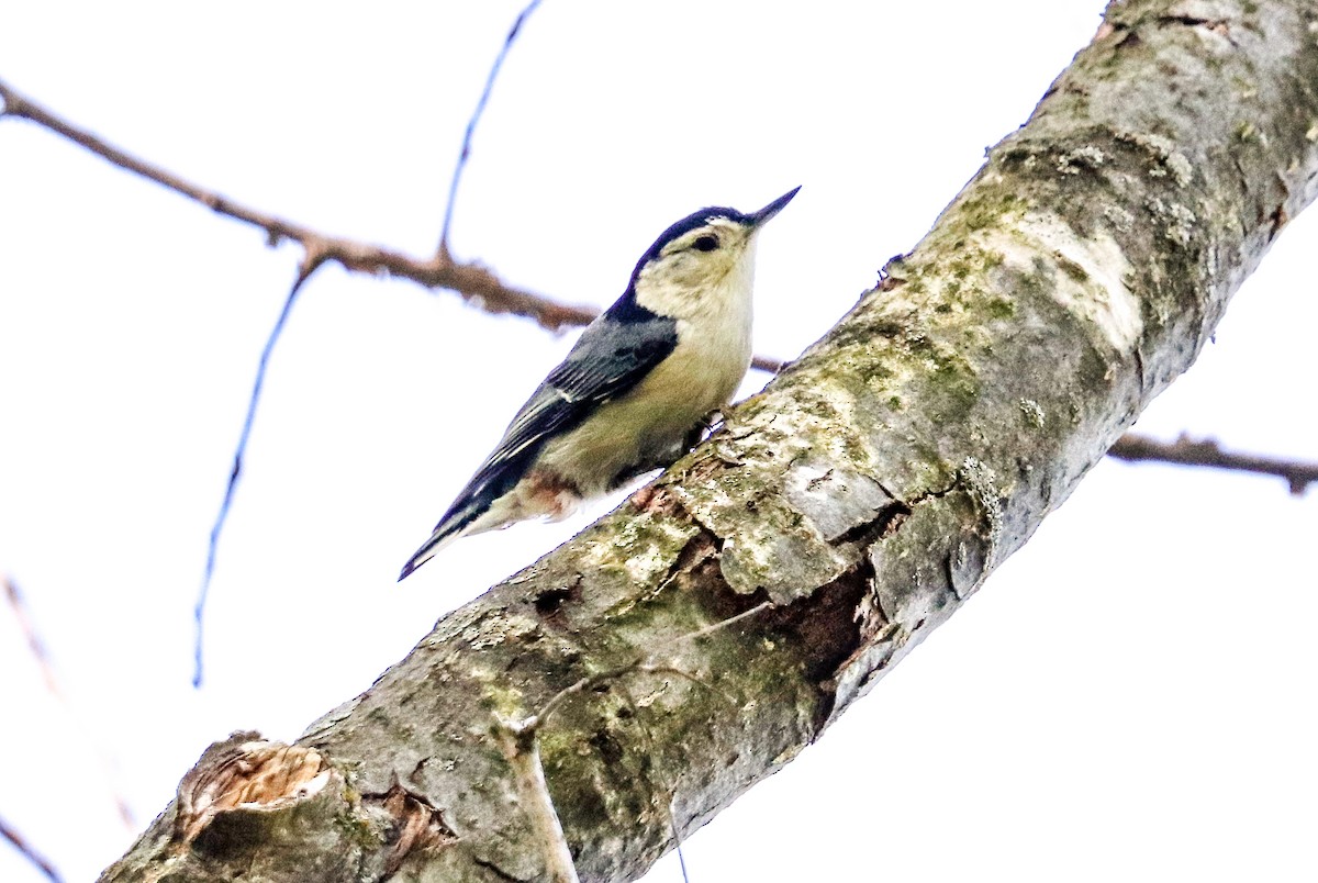 White-breasted Nuthatch - Jill Bell
