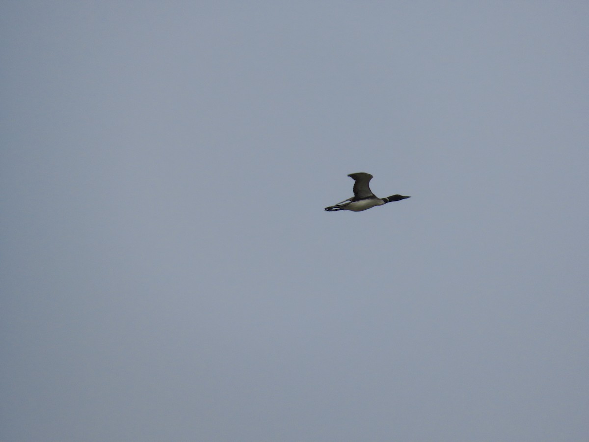 Common Loon - Rhonda Langelaan