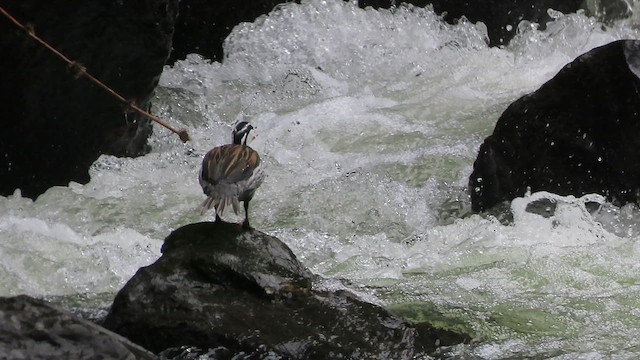 kachna bystřinná - ML619101496