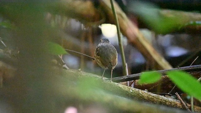 Streak-chested Antpitta - ML619101506