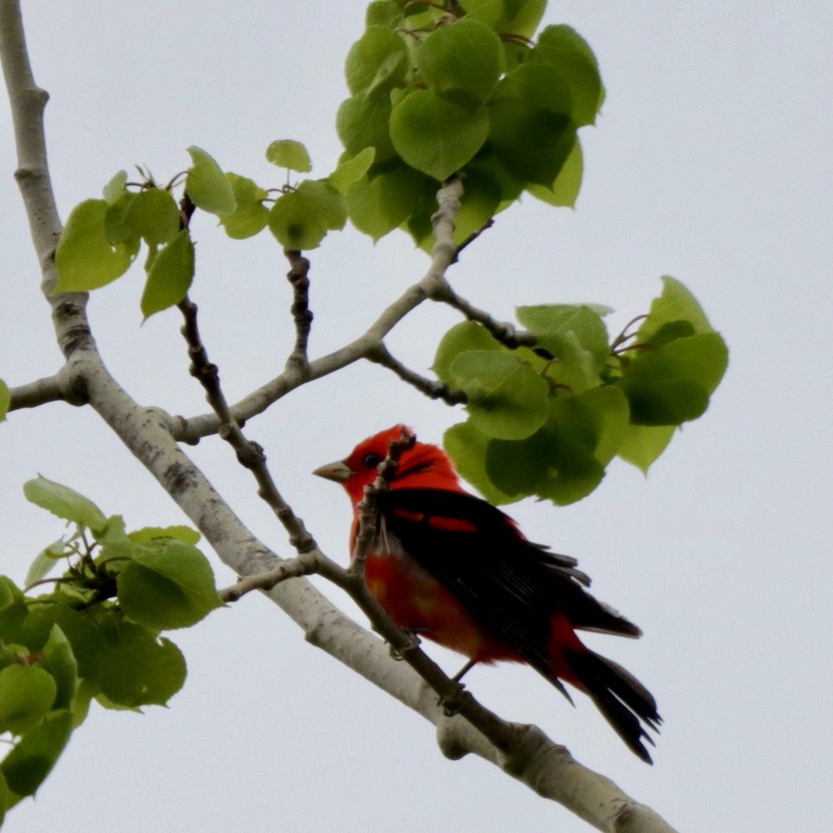 Scarlet Tanager - MacKenzie McKnight