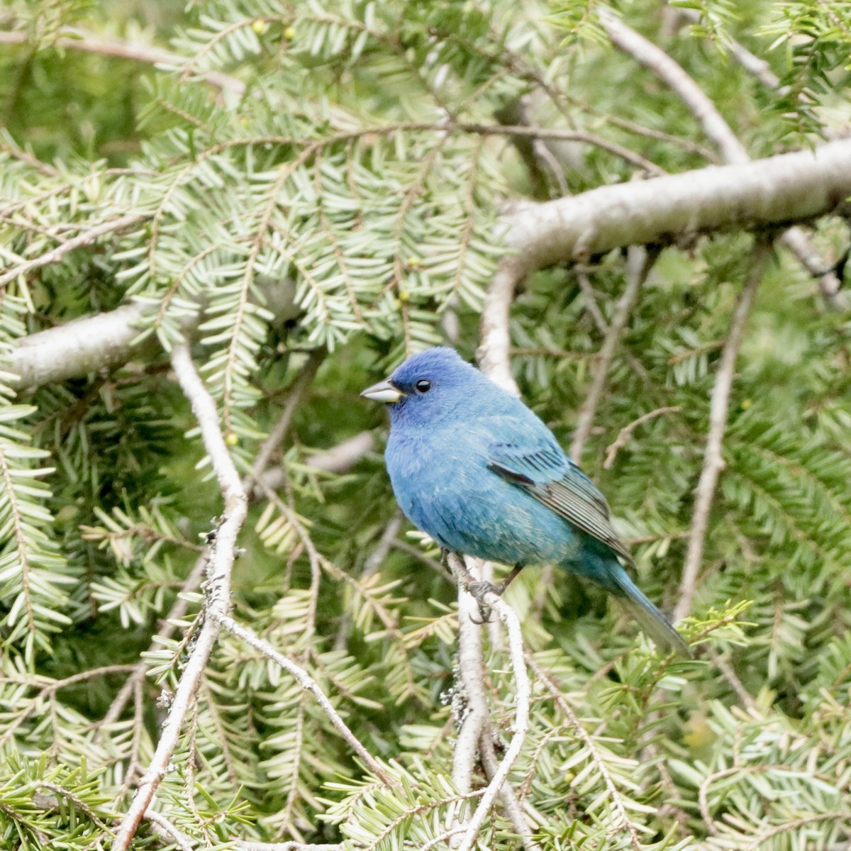 Indigo Bunting - MacKenzie McKnight