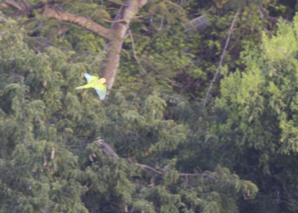 Brown-throated Parakeet - Tony Hewitt