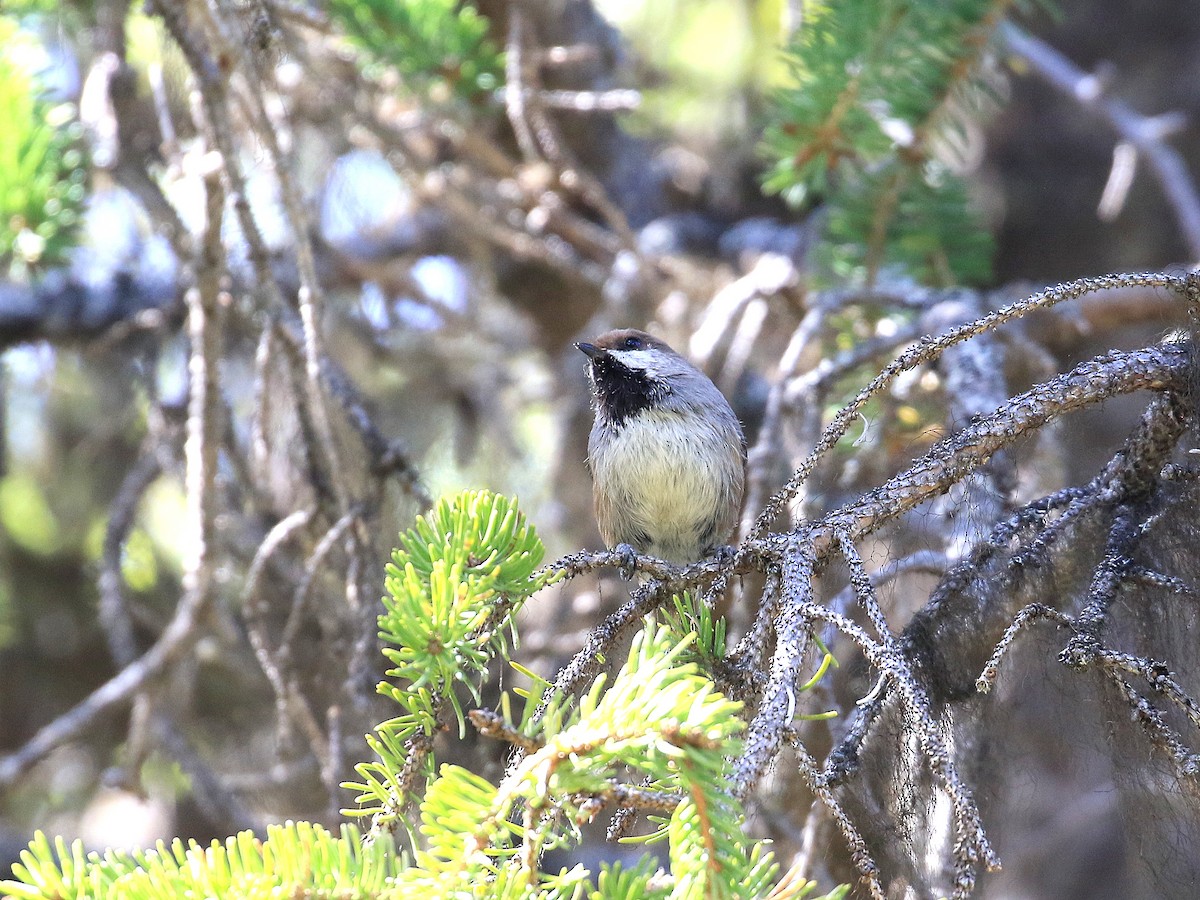 Boreal Chickadee - Geoff Butcher