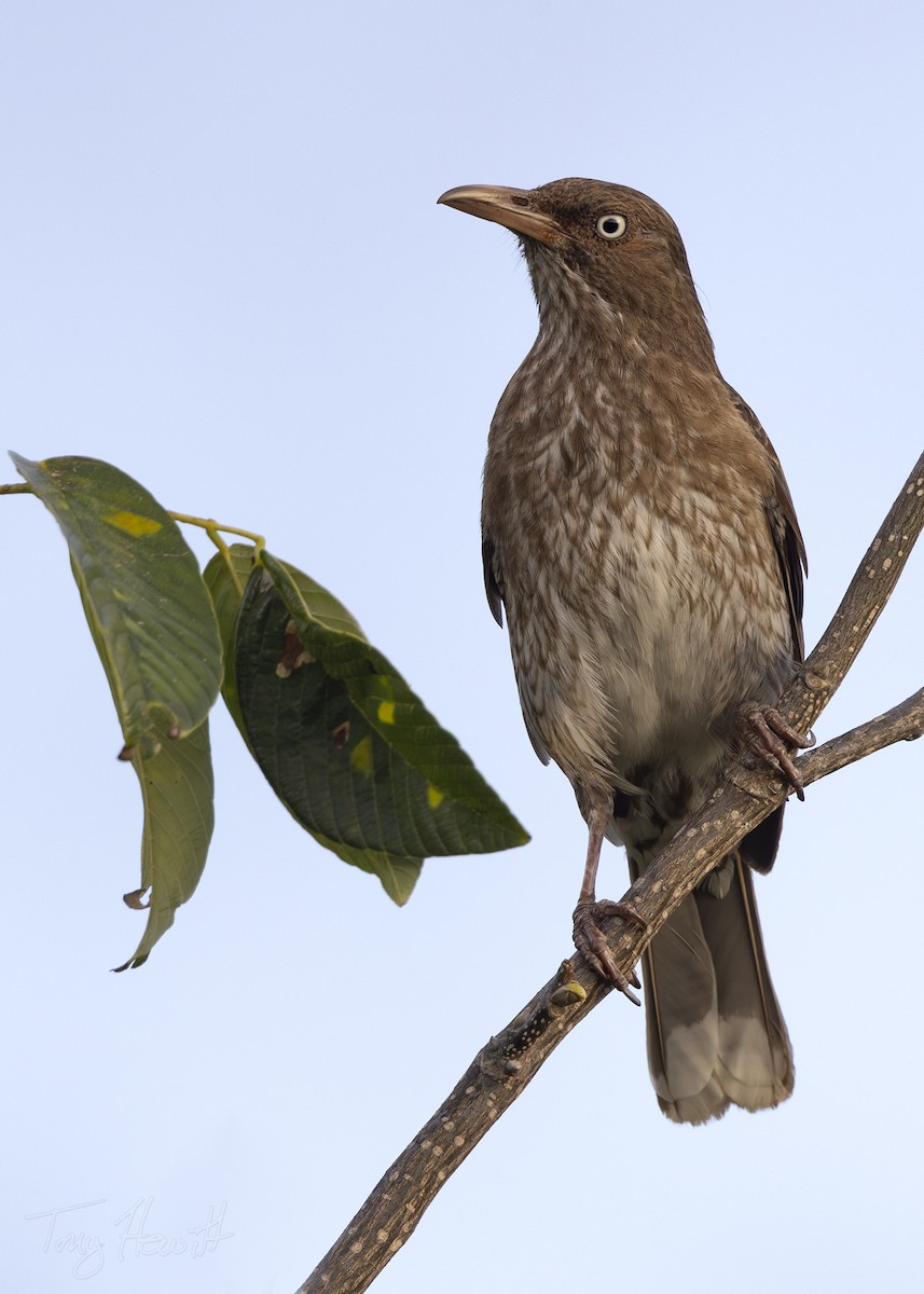 Pearly-eyed Thrasher - ML619101556