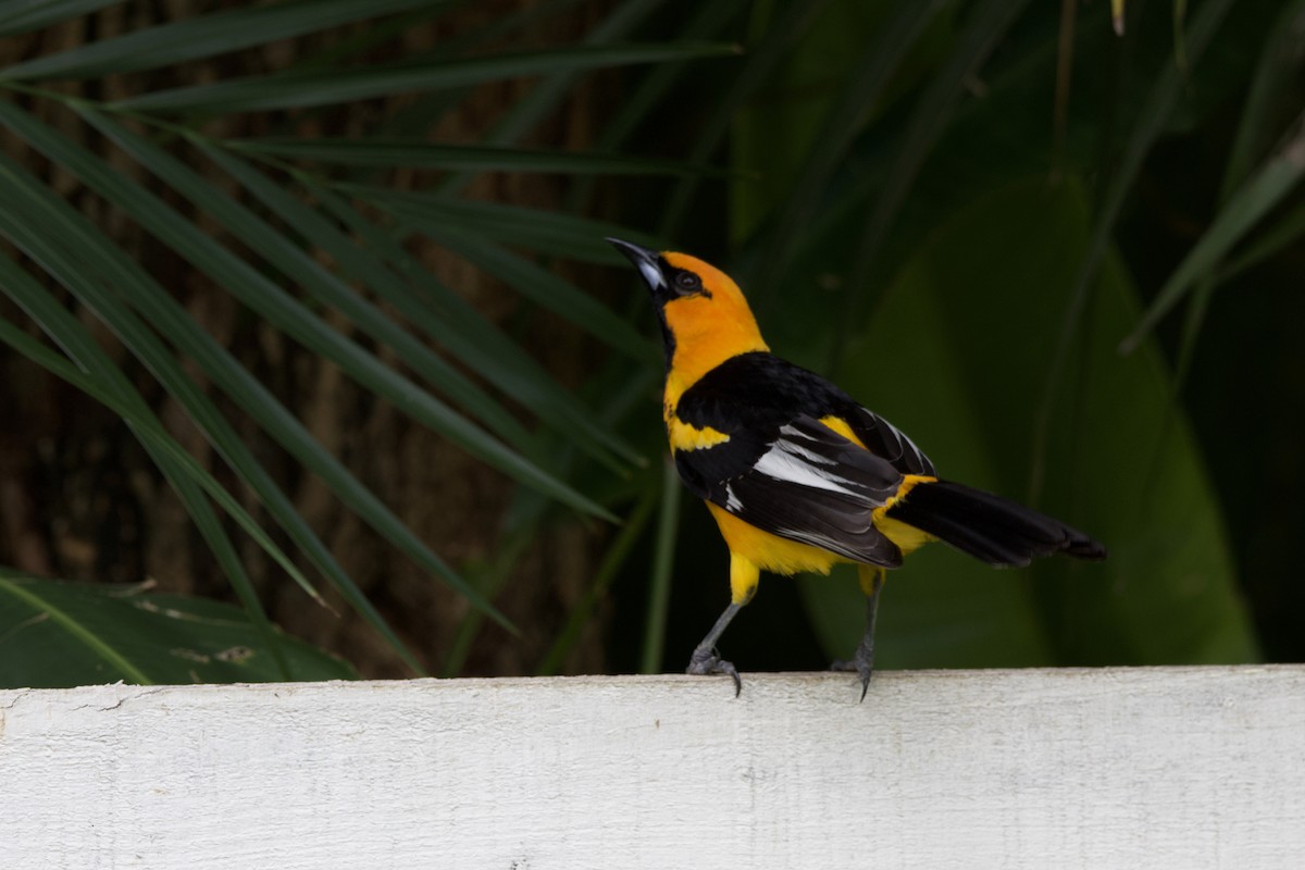 Spot-breasted Oriole - allie bluestein