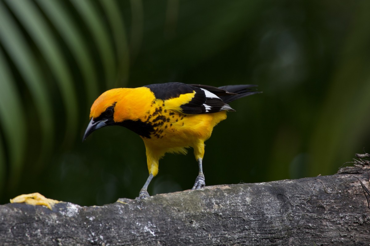 Spot-breasted Oriole - allie bluestein