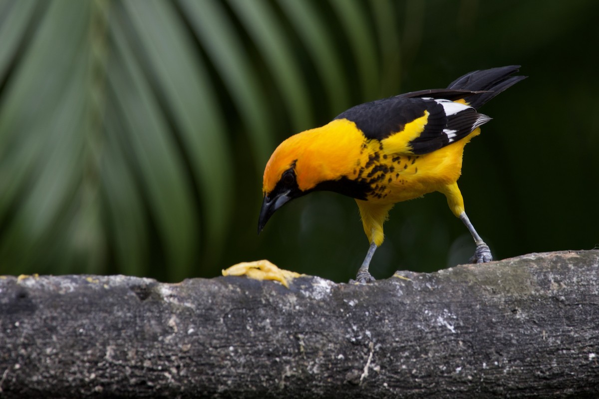 Spot-breasted Oriole - allie bluestein