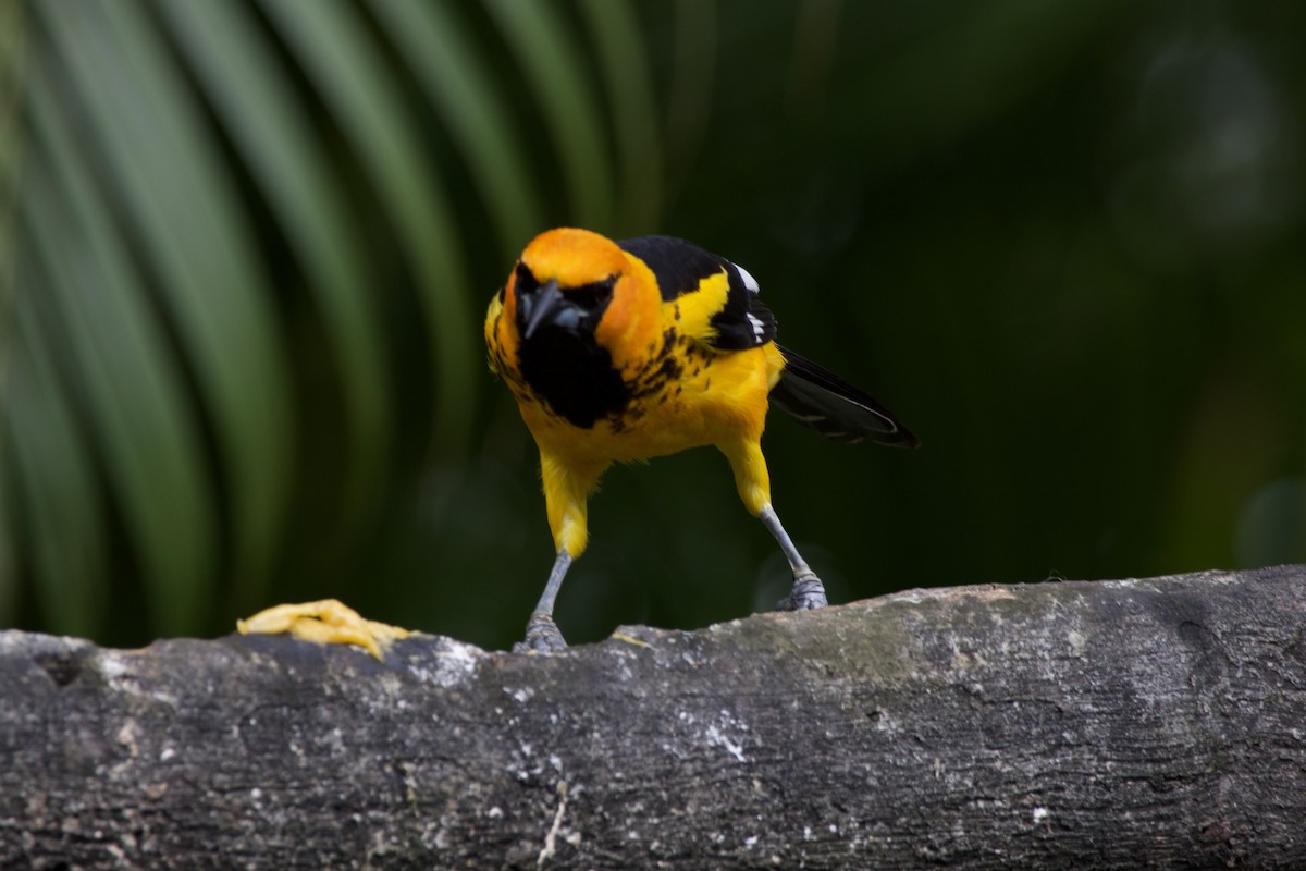 Spot-breasted Oriole - allie bluestein