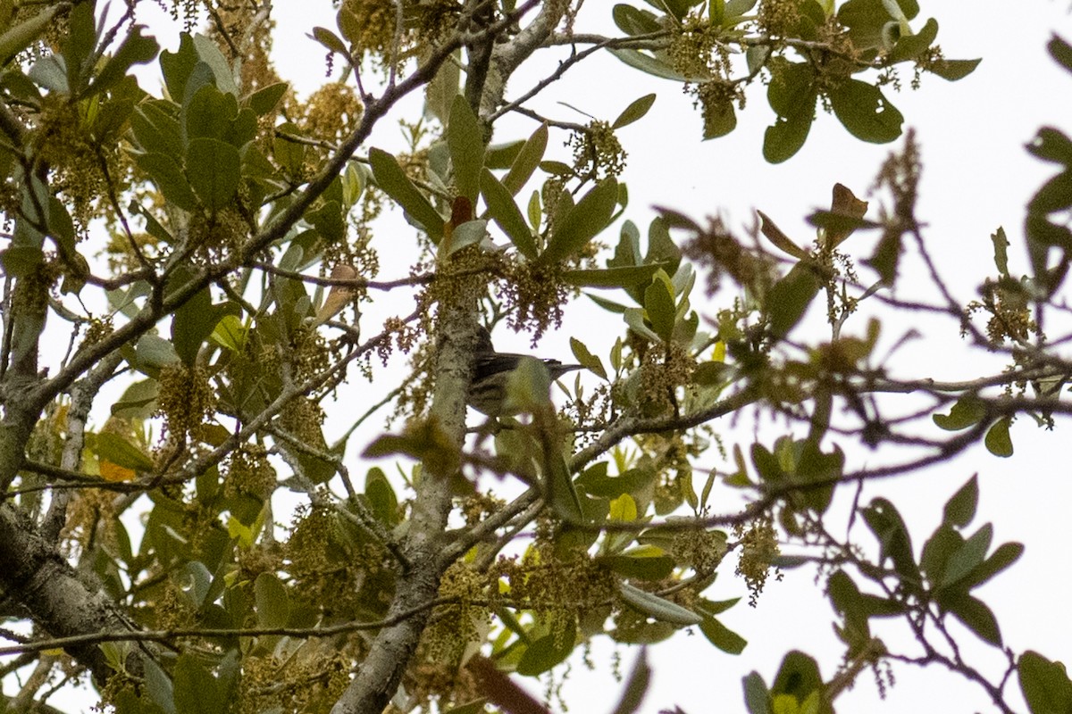 Yellow-rumped Warbler (Myrtle) - ML619101585
