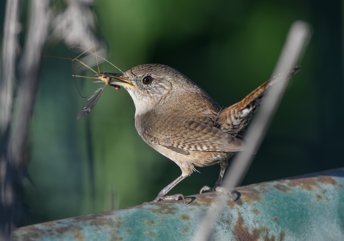 Northern House Wren - Joshua Greenfield