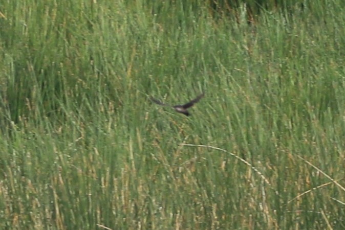 Brown-bellied Swallow - Henggang Cui