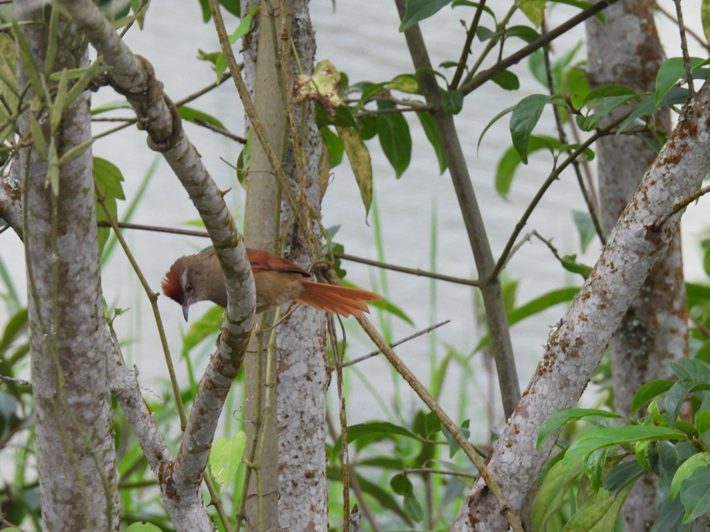 Ash-browed Spinetail - JOSE LEONIDAS AREVALO DIAZ