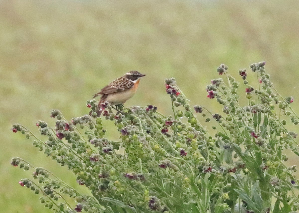 Whinchat - John Meikle