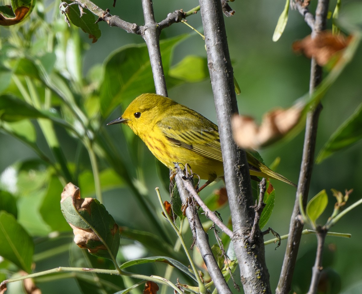 Yellow Warbler - Joshua Greenfield