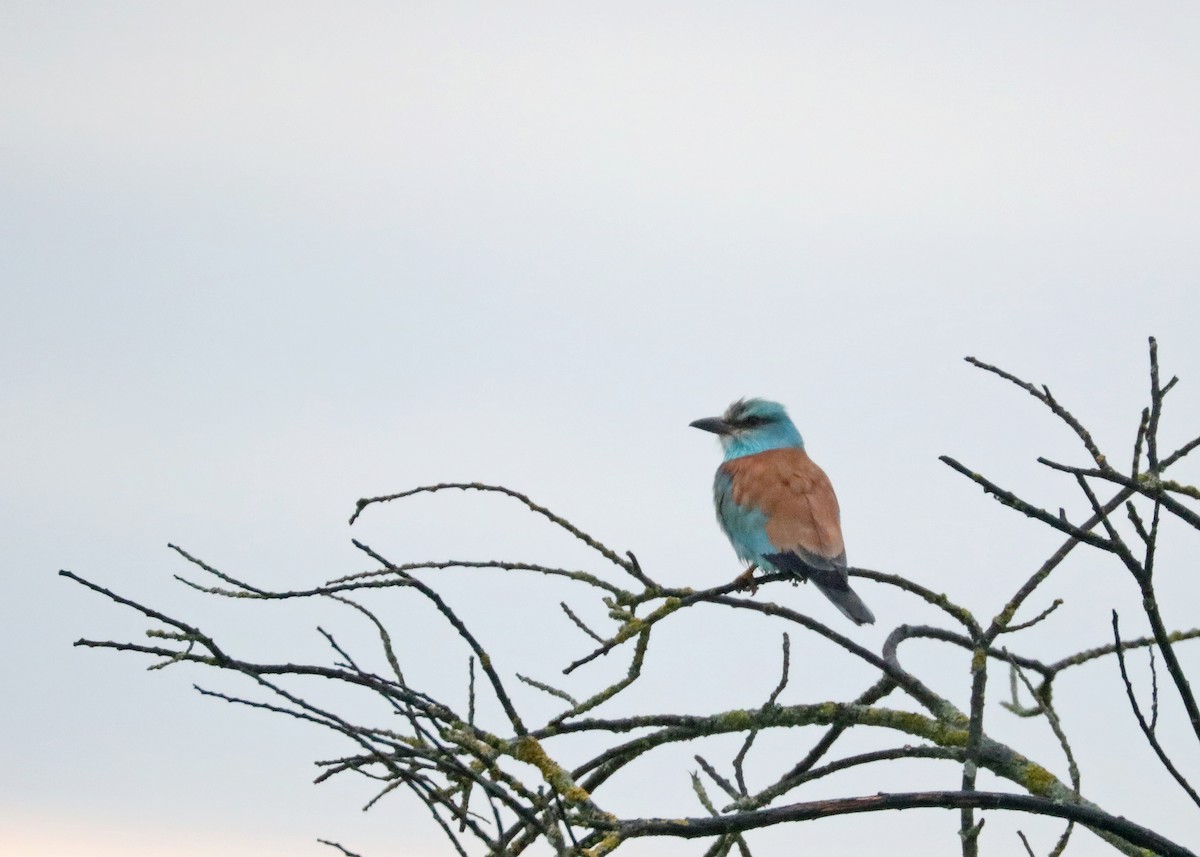 European Roller - John Meikle