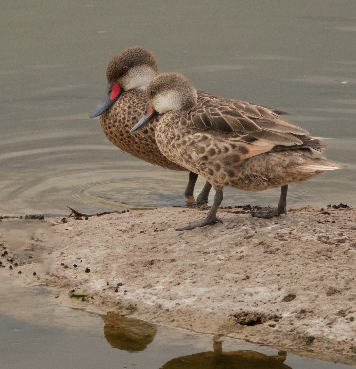 White-cheeked Pintail (Galapagos) - Jodi  Chambers