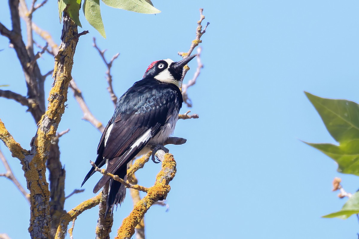 Acorn Woodpecker - Garrett Lau