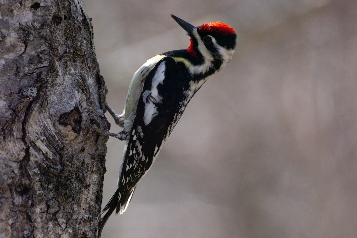 Yellow-bellied Sapsucker - Mitch (Michel) Doucet