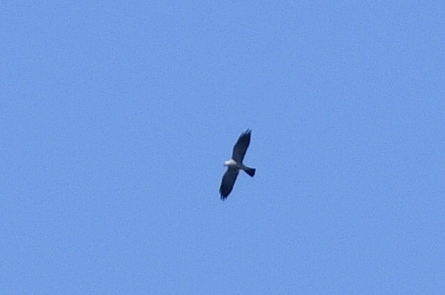 Mississippi Kite - ML619101678