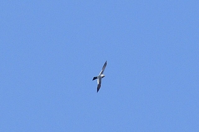 Mississippi Kite - ML619101679