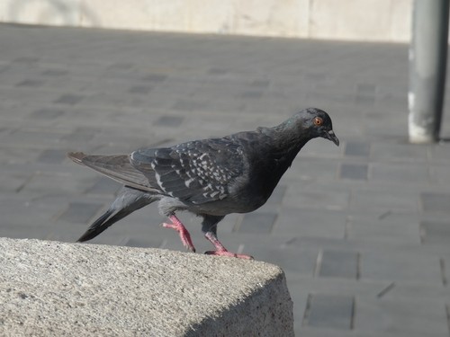 Rock Pigeon (Feral Pigeon) - ML619101686