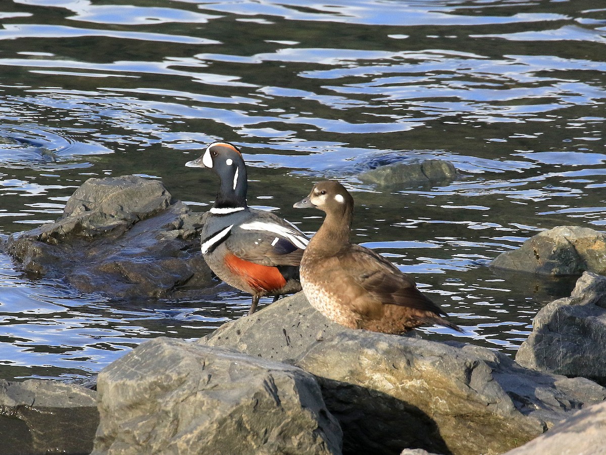 Harlequin Duck - ML619101688