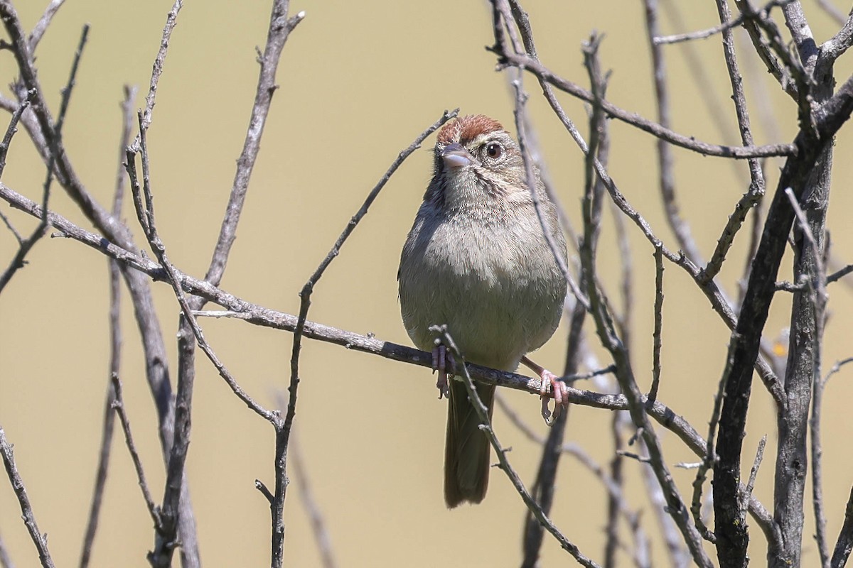 Rufous-crowned Sparrow - Garrett Lau