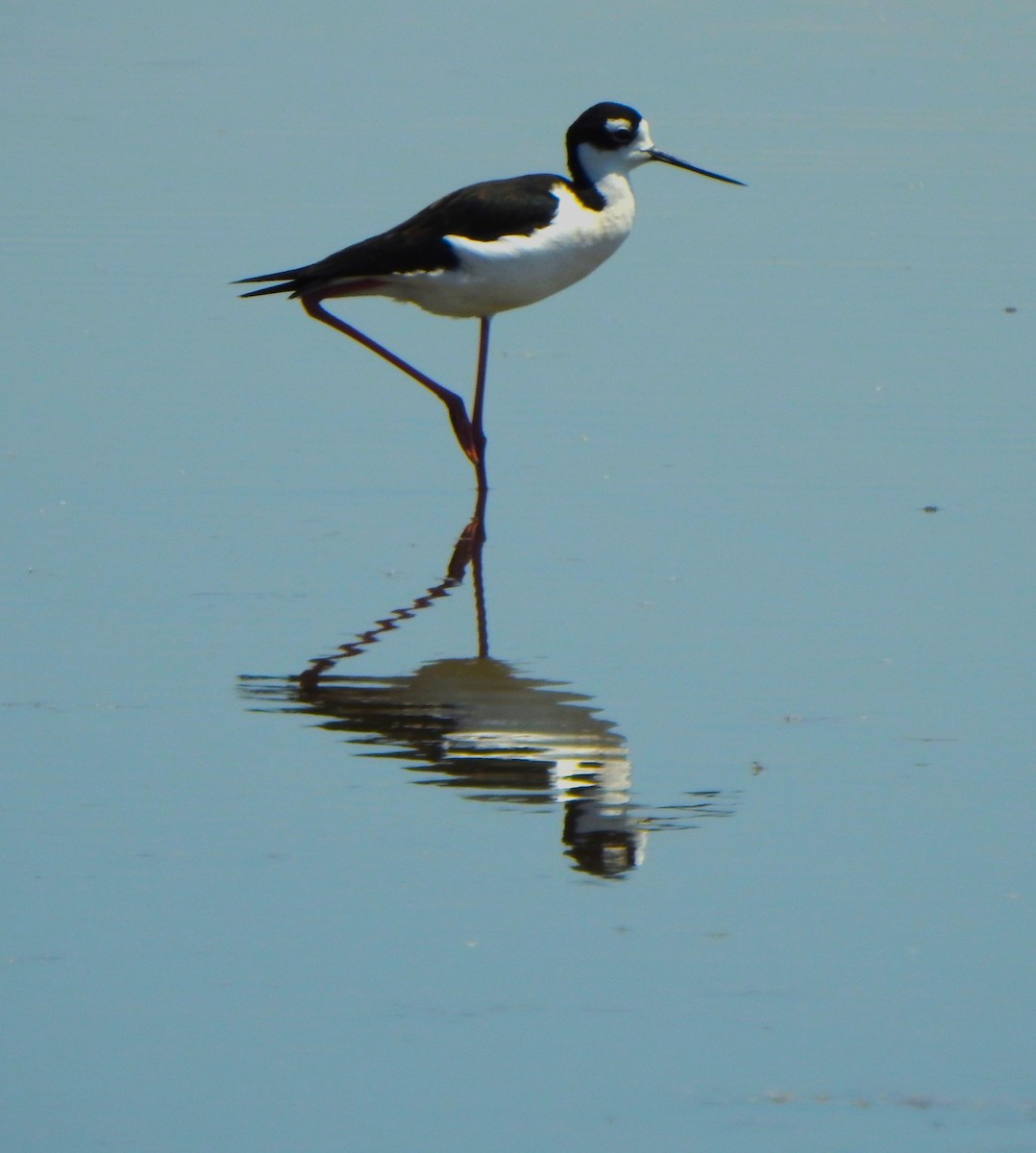 Black-necked Stilt - ML619101698