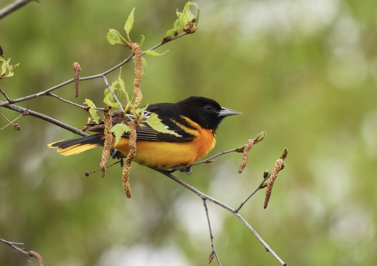 Oriole de Baltimore - ML619101712