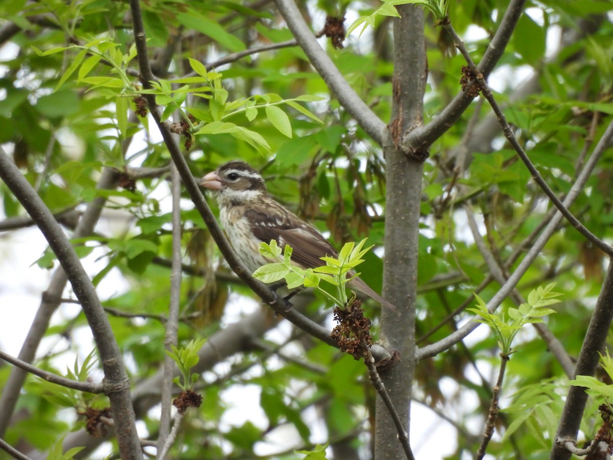 Rose-breasted Grosbeak - Michelle Bélanger