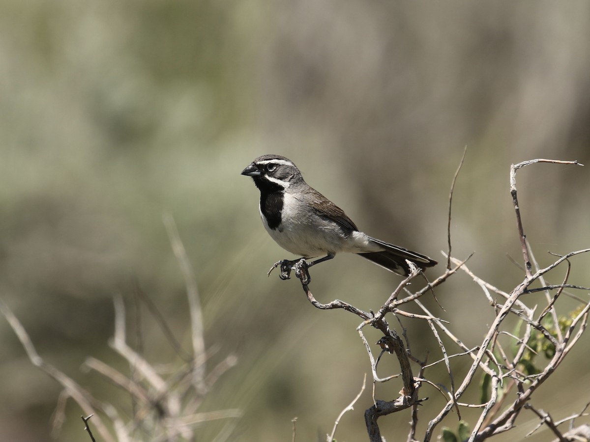 Black-throated Sparrow - Russ Morgan