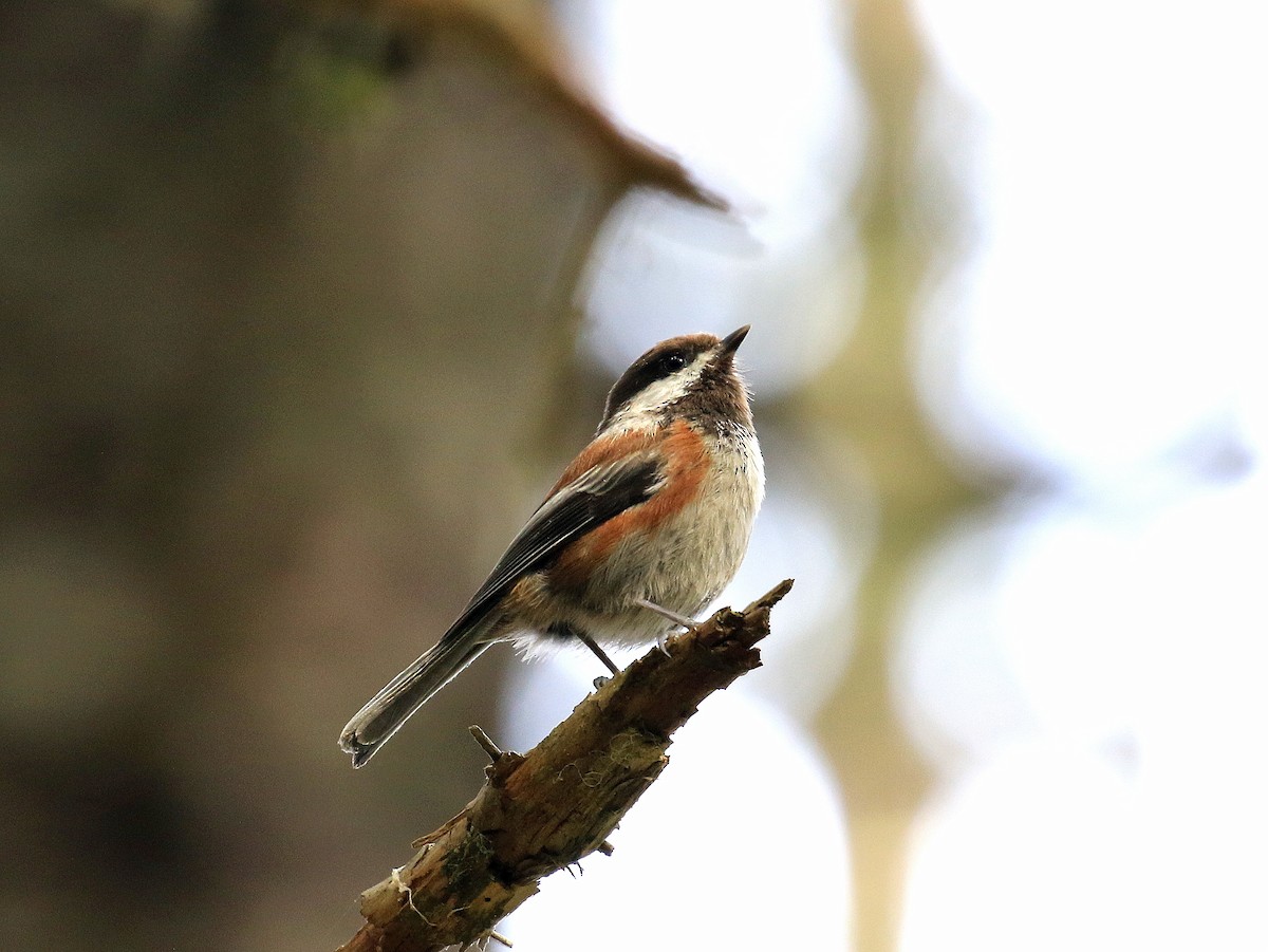 Chestnut-backed Chickadee - ML619101744