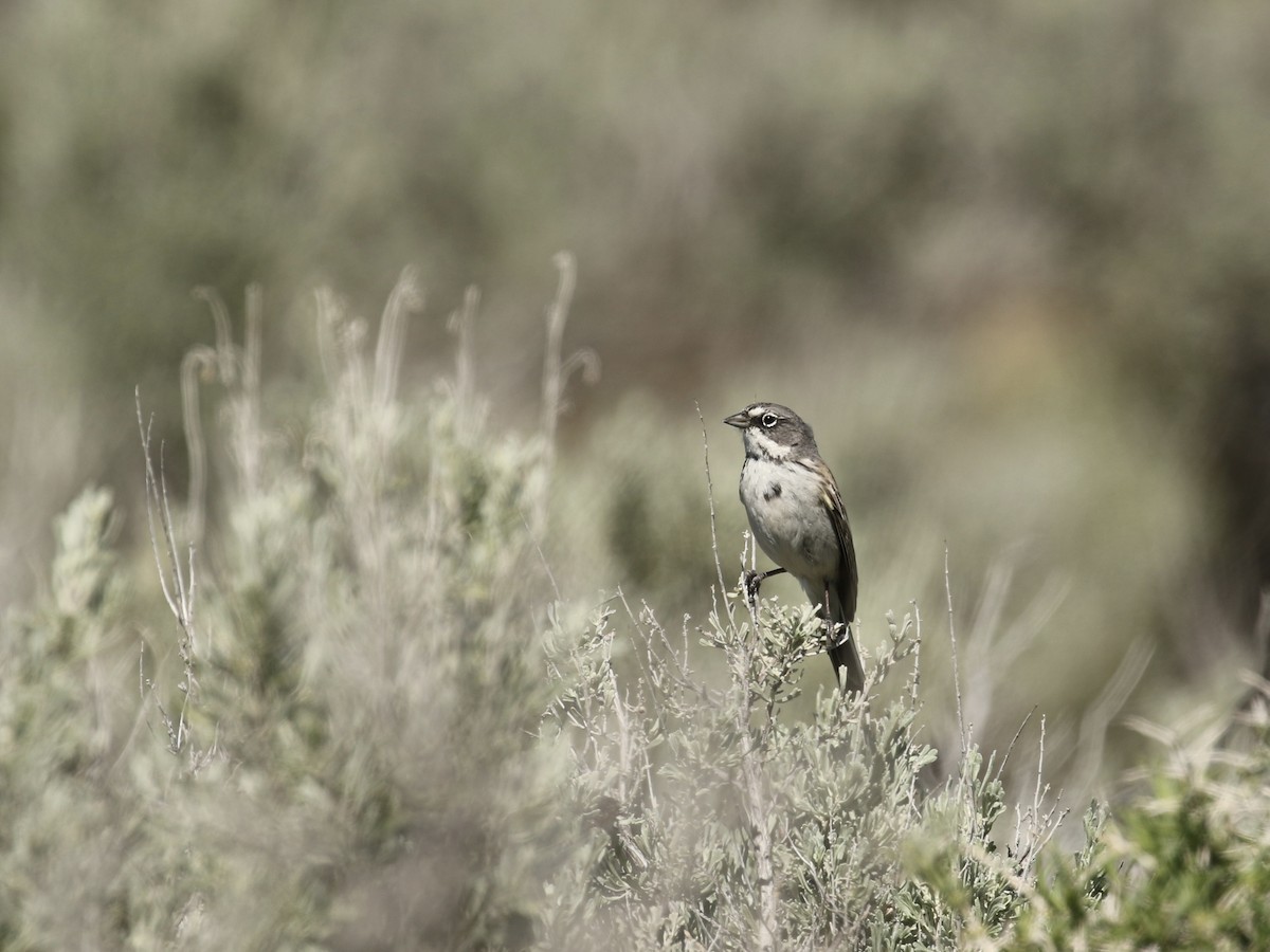 Sagebrush Sparrow - Russ Morgan